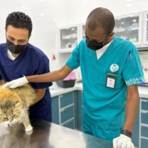 مركز وقاء بمنطقة مكة المكرمة يطلق حملة لتحصين الحيوانات الأليفة ضد مرض السعار مركز وقاء بمنطقة مكة المكرمة يطلق حملة لتحصين الحيوانات الأليفة ضد مرض السعار