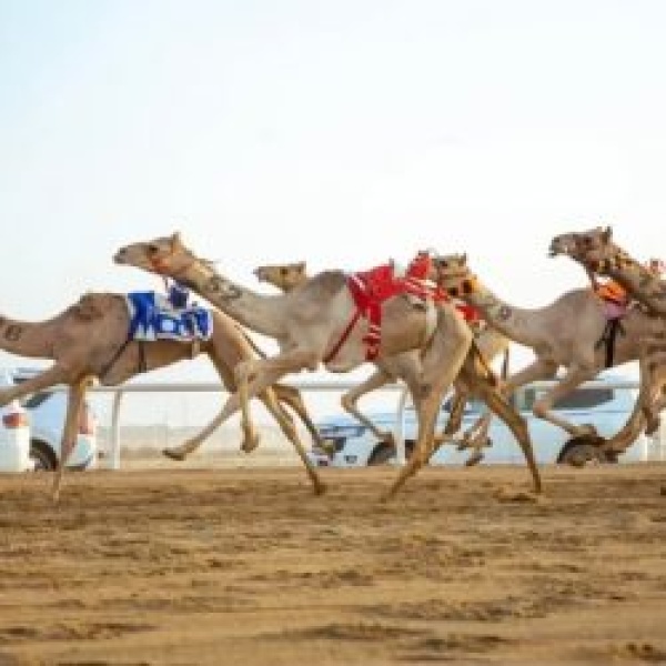 كؤوس مهرجان ولي العهد للهجن تنطلق غدا بالطائف بجوائز تتجاوز 6 ملايين ريال كؤوس مهرجان ولي العهد للهجن تنطلق غدا بالطائف بجوائز تتجاوز 6 ملايين ريال