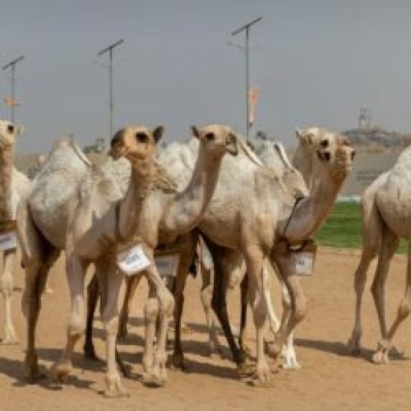 الاتحاد السعودي للهجن ي قيم شوط مزاين فردي مفاريد ضمن كأس 2026 بالطائف