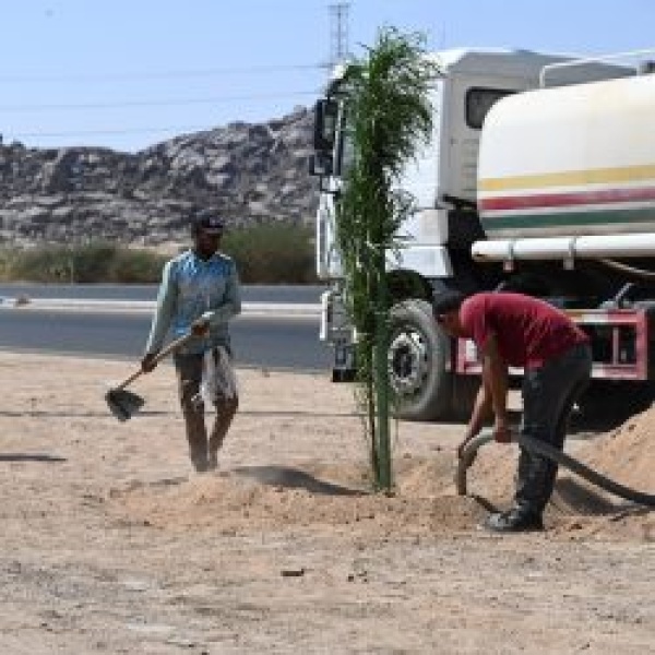 أمانة نجران تستهدف طريق الملك فهد بزراعة 1700 شجرة أمانة نجران تستهدف طريق الملك فهد بزراعة 1700 شجرة