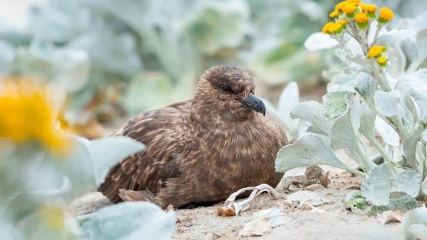 اكتشاف أول إصابة بإنفلونزا الطيور h5n1 في استراليا اكتشاف أول إصابة بإنفلونزا الطيور h5n1 في استراليا