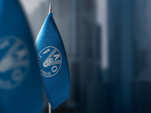 الفاو مستويات الجوع تتراجع عالميا للعام الثالث على التوالي الفاو مستويات الجوع تتراجع عالميا للعام الثالث على التوالي
