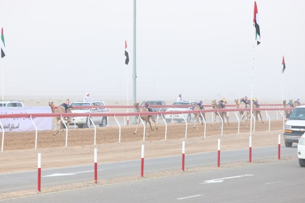 النسخة الثانية من مهرجان العين للهجن تمهيدي الفطامين يضع البصمة الأولى النسخة الثانية من مهرجان العين للهجن تمهيدي الفطامين يضع البصمة الأولى