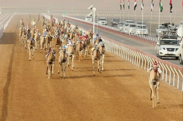التمهيدي الثاني بمهرجان العين للهجن ينطلق غدا في ميدان الروضة التمهيدي الثاني بمهرجان العين للهجن ينطلق غدا في ميدان الروضة