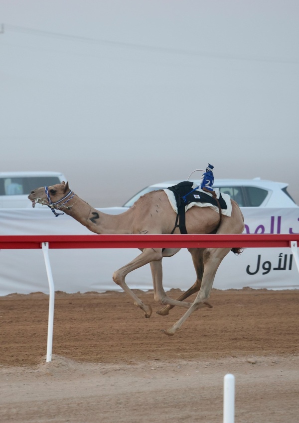 أفعال تحرز ناموس اللقايا في مهرجان العين لسباقات الهجن أفعال تحرز ناموس اللقايا في مهرجان العين لسباقات الهجن