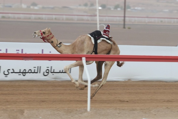 مهرجان العين للهجن 2026 فرح تسجل البصمة الأولى في الإيذاع مهرجان العين للهجن 2026 فرح تسجل البصمة الأولى في الإيذاع