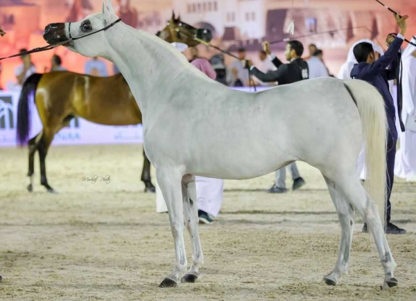 تعاون إماراتي روسي لتنظيم البطولة الوطنية لجمال الخيل العربية