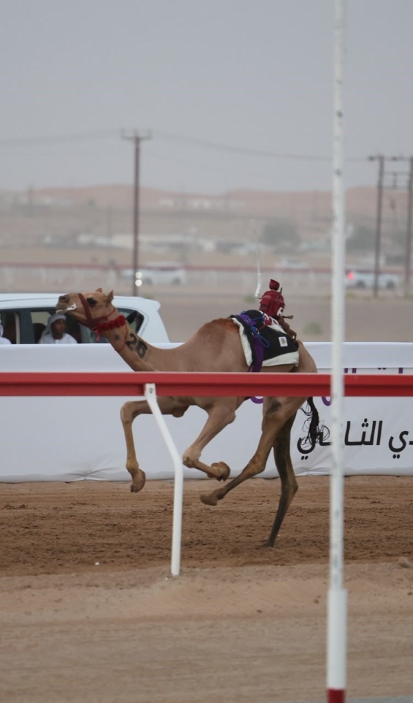 التزام تحل ق بناموس الشوط الأول و شاهين يتألق بالزمن الأفضل في العين للهجن التزام تحل ق بناموس الشوط الأول و شاهين يتألق بالزمن الأفضل في العين للهجن
