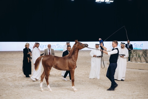 اعتماد برنامج بطولات ومزادات جمال الخيل للموسم الجديد