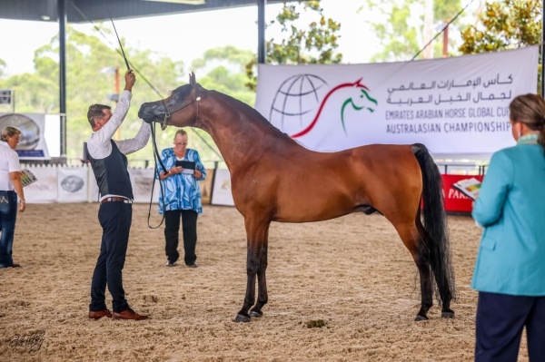 كأس الإمارات العالمي لجمال الخيل سكوتسديل تحتضن الجولة الـ 4 كأس الإمارات العالمي لجمال الخيل سكوتسديل تحتضن الجولة الـ 4