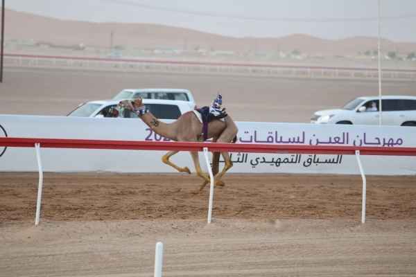 مهرجان العين للهجن 2026 ي طلق غدا السباق التمهيدي الثالث