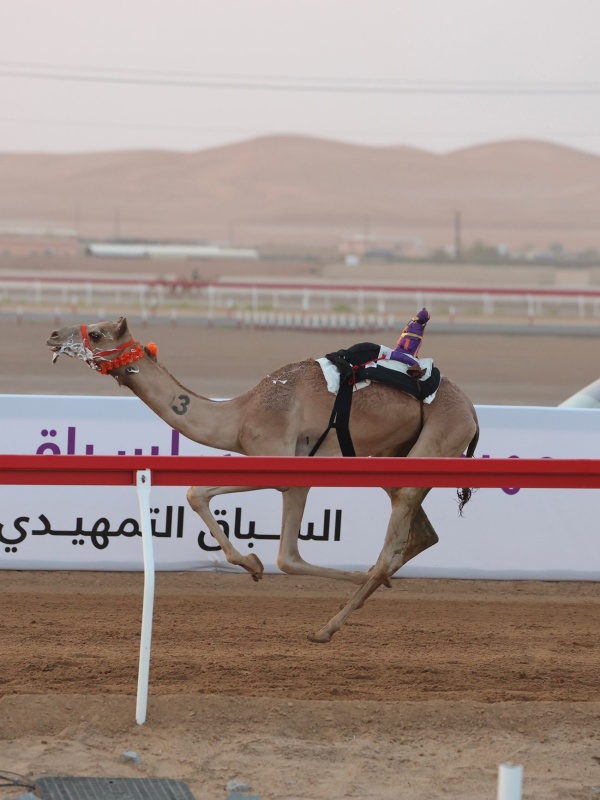 الناموس لـ إعلان في يوم اللقايا بمهرجان العين لسباقات الهجن الناموس لـ إعلان في يوم اللقايا بمهرجان العين لسباقات الهجن