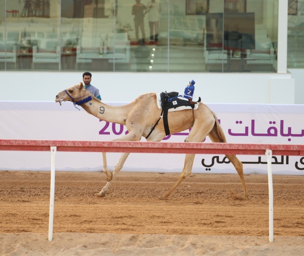 مهرجان العين لسباقات الهجن بيان و سيادة يتصدران صباحية الثنايا مهرجان العين لسباقات الهجن بيان و سيادة يتصدران صباحية الثنايا