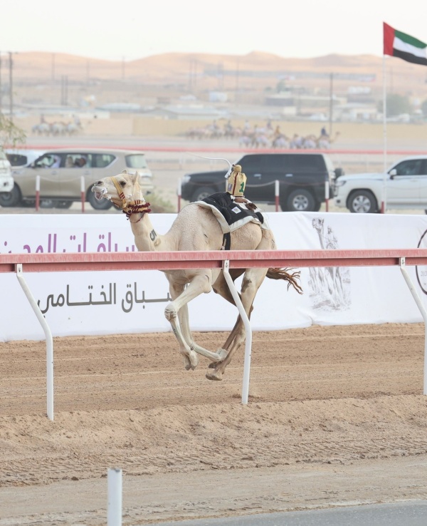 الناموس لـ ود في يوم الثنايا بمهرجان العين للهجن الناموس لـ ود في يوم الثنايا بمهرجان العين للهجن