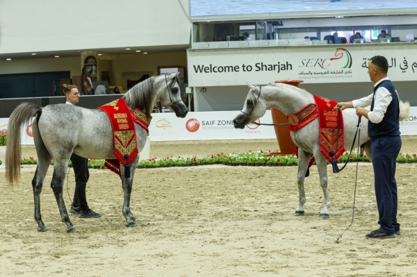 271 خيلا في مهرجان الشارقة الدولي للجواد العربي