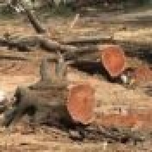 الحرب تقضي على الغطاء النباتي في الخرطوم ودعوات لخطة إنقاذ عاجلة الحرب تقضي على الغطاء النباتي في الخرطوم ودعوات لخطة إنقاذ عاجلة