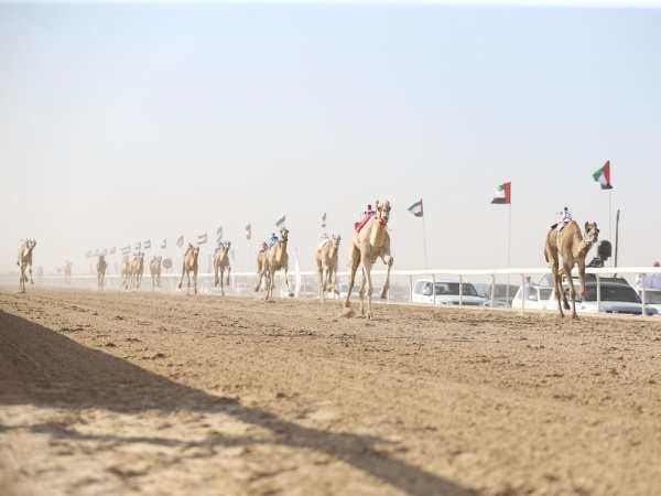 مهرجان الظفرة الرابع لسباقات الهجن ينطلق الخميس المقبل مهرجان الظفرة الرابع لسباقات الهجن ينطلق الخميس المقبل