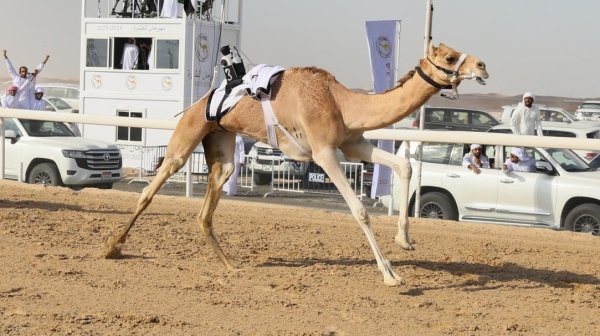 مهرجان الظفرة الرابع لسباقات الهجن ينطلق غدا مهرجان الظفرة الرابع لسباقات الهجن ينطلق غدا