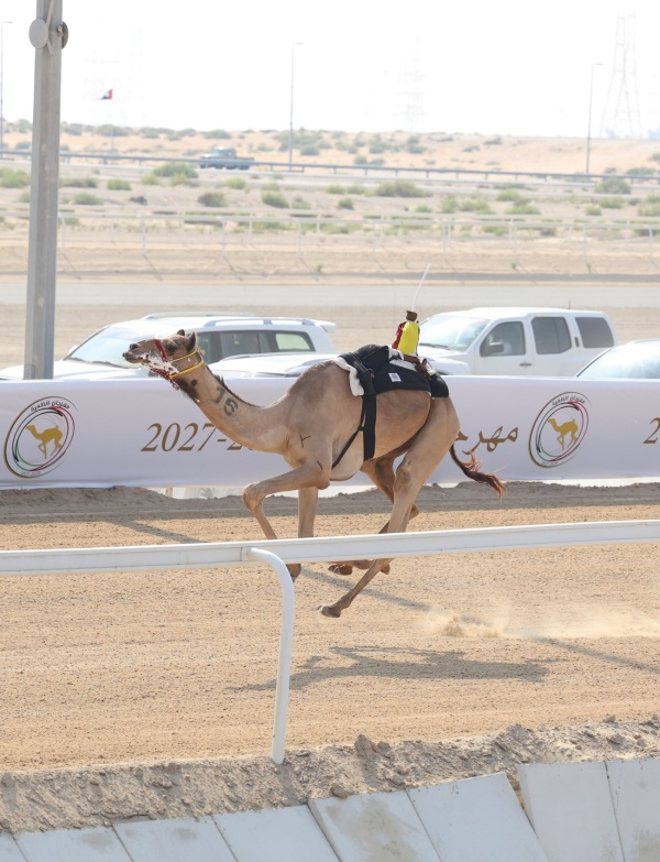 منافسات اللقايا بمهرجان الظفرة شف تنتزع كأس الأبكار و مكرم يغر د ببندقية الجعدان منافسات اللقايا بمهرجان الظفرة شف تنتزع كأس الأبكار و مكرم يغر د ببندقية الجعدان