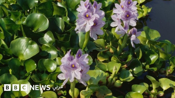 زهرة النيل كيف تحولت بمظهرها الجذاب إلى كابوس مائي في العراق