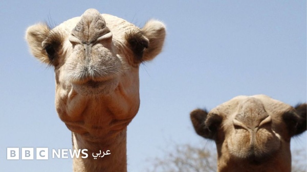 كيف عجزت الإبل عن التأقلم مع ارتفاع درجات الحرارة في أفريقيا كيف عجزت الإبل عن التأقلم مع ارتفاع درجات الحرارة في أفريقيا