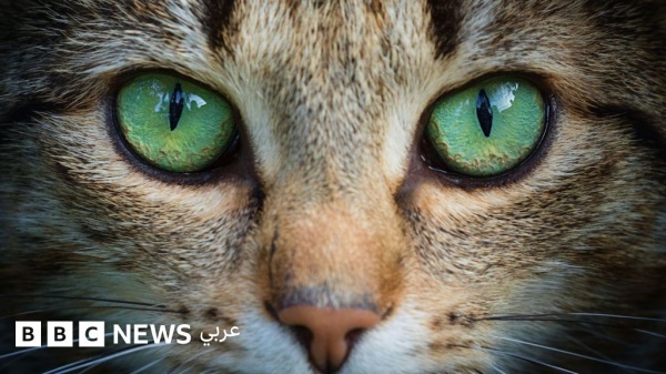 كيف تلهم عيون القطط الباحثين في تطوير تكنولوجيا التصوير كيف تلهم عيون القطط الباحثين في تطوير تكنولوجيا التصوير