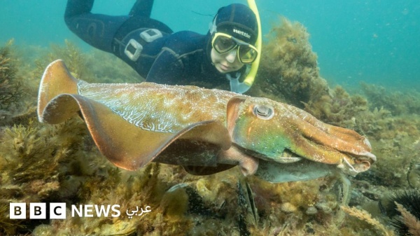 لماذا يغيب أكبر موسم لتزاوج الحبار في العالم عن سواحل أستراليا هذا العام
