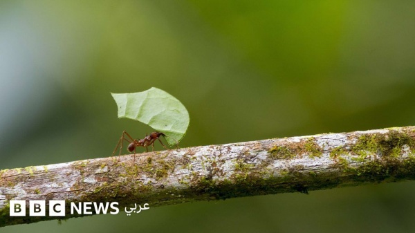 كيف تصبح أفضل في اتخاذ القرارات اسأل نملة كيف تصبح أفضل في اتخاذ القرارات اسأل نملة