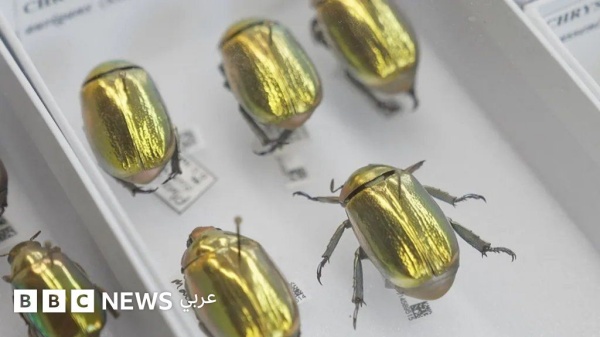 من خنافس ذهبية إلى اكتشافات داروين متحف رقمي جديد يعرض ملايين القطع ويحدث نقلة هائلة في فهمنا للعالم من خنافس ذهبية إلى اكتشافات داروين متحف رقمي جديد يعرض ملايين القطع ويحدث نقلة هائلة في فهمنا للعالم