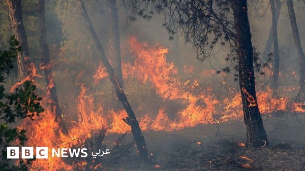مقتل 12 شخصا في الجزائر وإصابة العشرات بسبب حرائق الغابات
