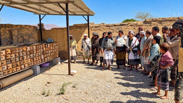 الوكيل الفاطمي يدشن أول سوق لبيع خلايا النحل في بيحان