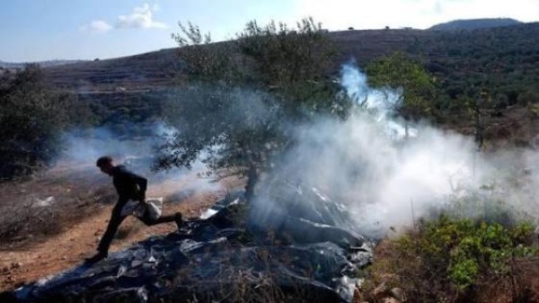 مدير عام مجلس الزيتون الفلسطيني فياض فياض لـ راية 14 700 شجرة زيتون اقتلعت في أيلول وحدها ودعوات عاجلة لإحياء العونة وحماية المزارعين بالميدان