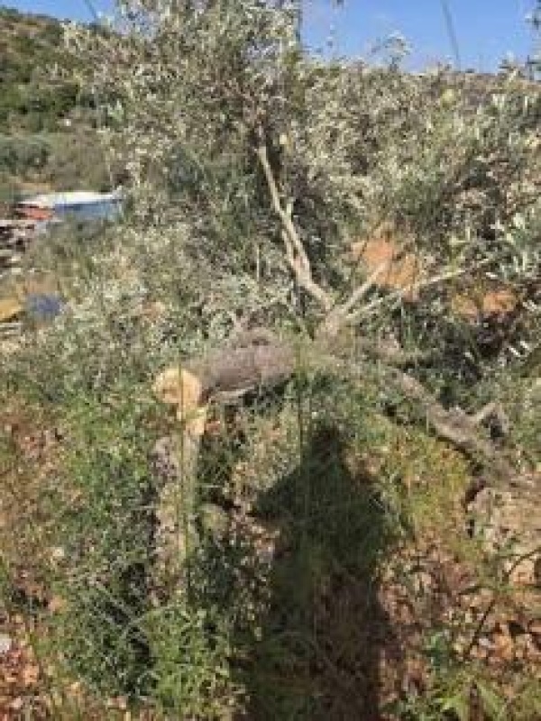 الأرض والعرض واحد حكاية زيتون دير بلوط في زمن المستوطنين الأرض والعرض واحد حكاية زيتون دير بلوط في زمن المستوطنين
