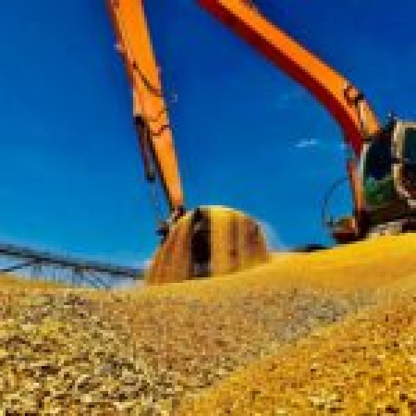 العراق يحقق الاكتفاء الذاتي من القمح للعام الرابع على التوالي