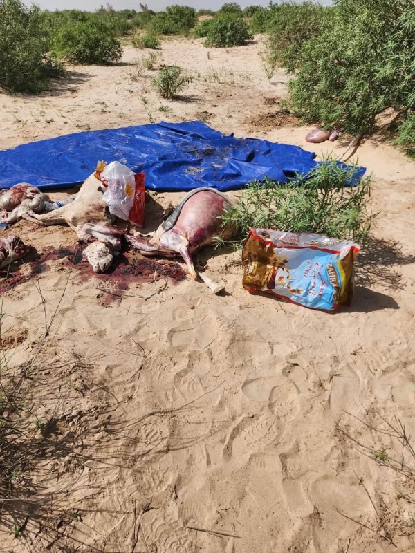 مصادرة لحوم تحمل أختاما بيطرية مزورة في مقاطعة توجنين مصادرة لحوم تحمل أختاما بيطرية مزورة في مقاطعة توجنين