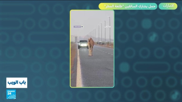 الإمارات جمل يشارك السائقين طلعة المطر الإمارات جمل يشارك السائقين طلعة المطر
