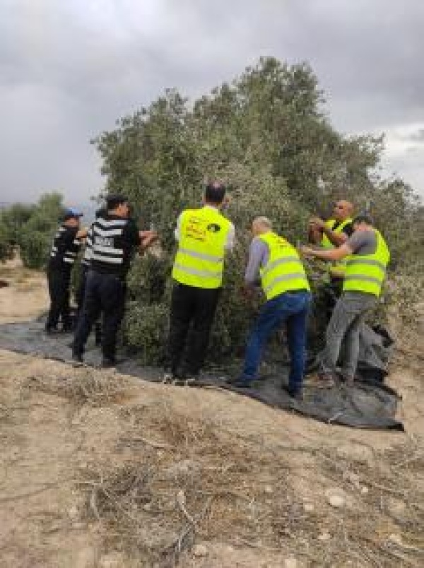 اللجنة المحلية للحملة الوطنية لموسم قطف الزيتون بجنين تنف ذ الفعالية الثانية في كفر راعي لمساندة المزارعين في جني ثمار أشجارهم