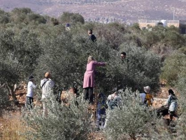 الاحتلال يمهل أهالي فقوعة يوما واحدا لقطف الزيتون في أراضيهم