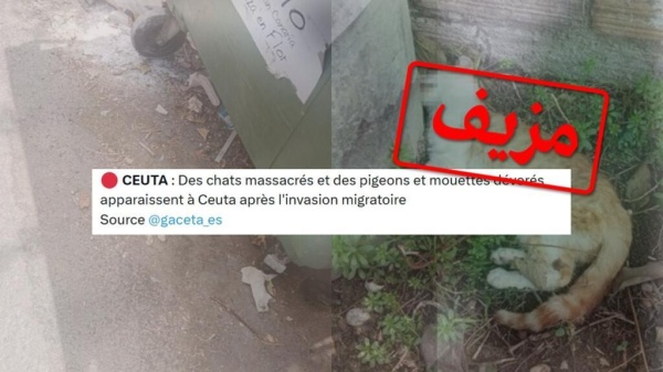 في سبتة يأكلون القطط صور مزيفة وإشاعة رائجة في سبتة يأكلون القطط صور مزيفة وإشاعة رائجة