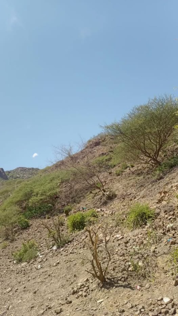 عاجل تقدم ميداني في جبل المنصورة والسيطرة على مواقع جديدة وسط معارك عنيفة