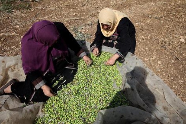 تقرير راية حتى الزيتون غاب عن موائد غزة ما كان أساس المونة أصبح نادرا بفعل الحرب وشح الإمدادات تقرير راية حتى الزيتون غاب عن موائد غزة ما كان أساس المونة أصبح نادرا بفعل الحرب وشح الإمدادات