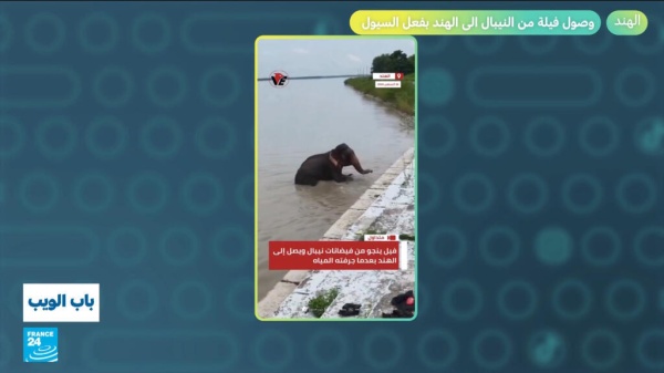 بسبب السيول في نيبال وصول فيلة إلى الهند بسبب السيول في نيبال وصول فيلة إلى الهند