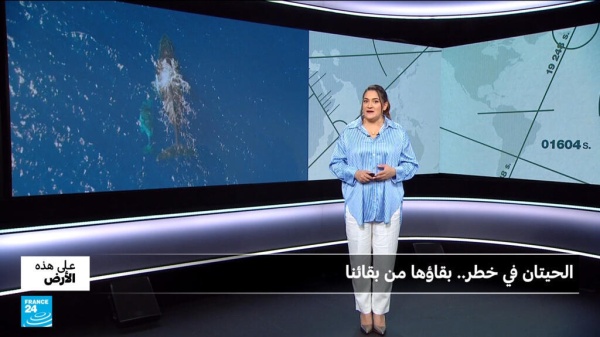الحيتان في خطر بقاؤها من بقائنا الحيتان في خطر بقاؤها من بقائنا