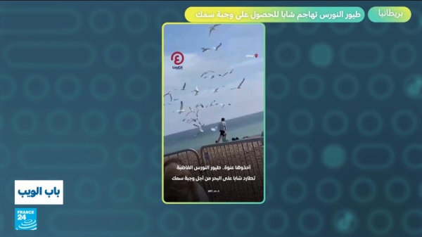 بريطانيا طيور النورس تهاجم شابا للحصول على وجبة سمك بريطانيا طيور النورس تهاجم شابا للحصول على وجبة سمك