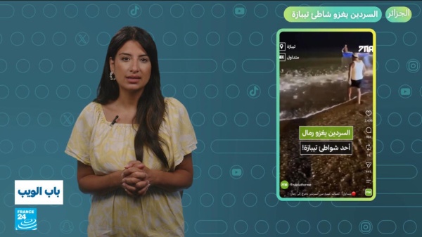 الجزائر السردين يغزو شاطئ تيبازة