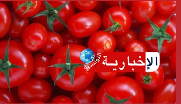 ارتفاع الحرارة يضرب محصول الطماطم