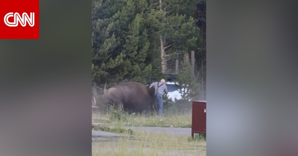 فيديو لرجل هاجمه ثور بيسون يضع فريقا أمريكيا في مرمى الانتقادات فيديو لرجل هاجمه ثور بيسون يضع فريقا أمريكيا في مرمى الانتقادات