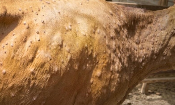 نفوق أكثر من 100 بقرة بالمحويت جراء وباء جلدي وسط شكاوى من غياب المعالجات نفوق أكثر من 100 بقرة بالمحويت جراء وباء جلدي وسط شكاوى من غياب المعالجات