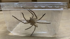 enormous spider with very nasty bite found in bananas at grocery store