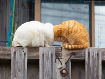 conjoined cats take home top prize at comedy pet photo awards